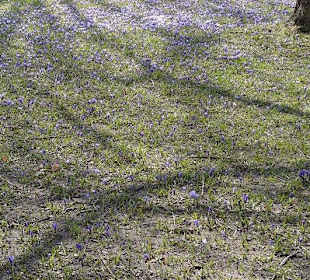 Leichte lilla-Färbung der Krokusse