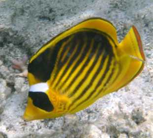 Hotelriff - Schnorcheln