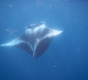 Schnorcheltour zum Mantapoint