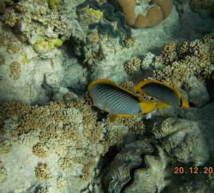 Tauchbasis Aquatic Divers im Pensee Royal Garden  	