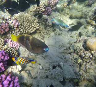 Schnorcheln Makadi Bay