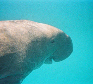 Seekuh persönlich fotografiert bei Ausflug blaue R