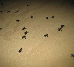 Geleitung zum Wasser