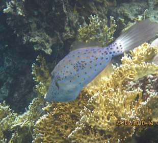 Feilenfisch im Außenriff