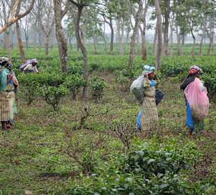 Teeplantage von Sukna