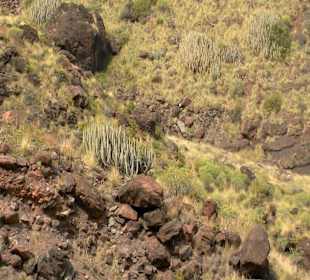 Roślinność Gór Gran Canaria
