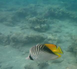 Kahn von findet Nemo?