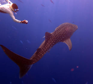 Einfach der Wahnsinn