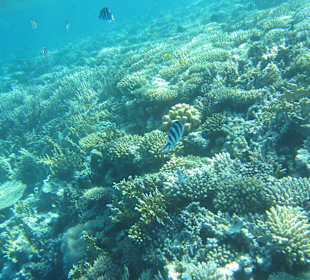 Korallenriff