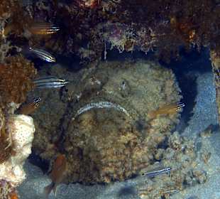 Schnorcheln Makadi Bay