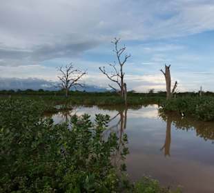 Elefantenreiten Sigiriya