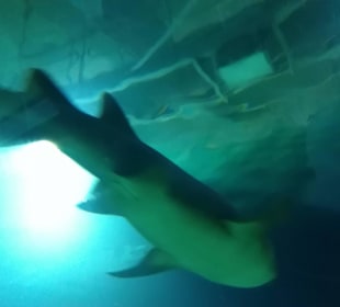 Aquarium / Oceanongrafic