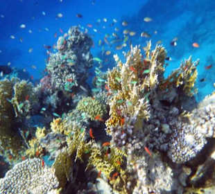 Erkunde die Unterwasserwelt von Sharm ElNaga