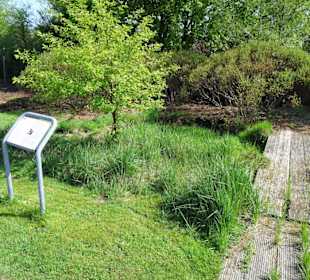 Anlage eines Moorgartens