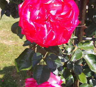 Rosenneuheitengarten