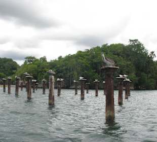 Pelikane bei Los Haitises, Bootsausflug