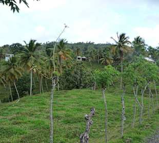Samana