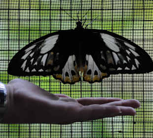 Bali Butterfly Park