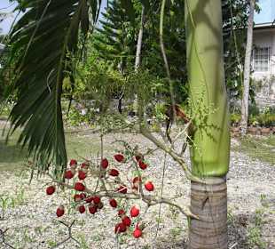 Gartenblick vom Sandpfad nahe Love's Resort
