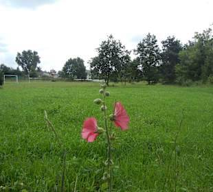 Rembertów Natur pur
