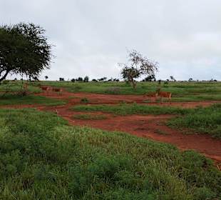 Sarova Salt Lick Game Lodge