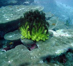 Tauchplatz "Three Palms"