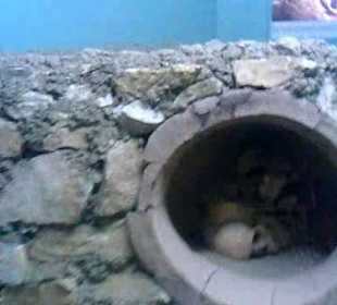 Захоронение в кувшине