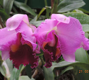 Orchideenhaus