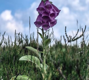 Wandern Bad Bevensen