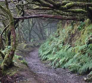 Wandern im Lorbeerwald/ Nebelwald im Anagagebirge