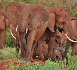 Rote Elefaten 