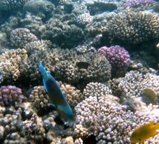 Unterwasserwelt des Riffs