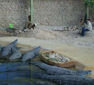 Abendessen ist gesichert