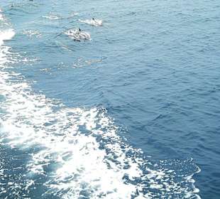 Whale Watching in Los Angeles