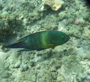 Besenschwanz-Prachtlippfisch