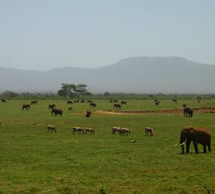 Elefanten beim Frühstück