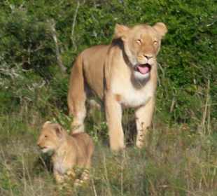 Löwin mit Jungen