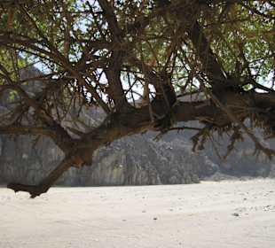 Geführte Touren Hamata Mangroves