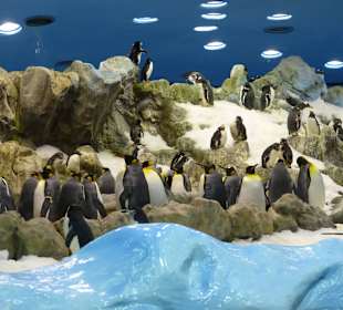 Pinguine