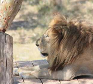 Noch größere Katze