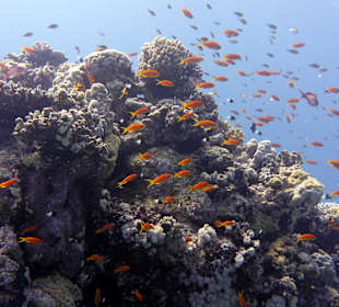 Schnorcheln Abu Dabbab