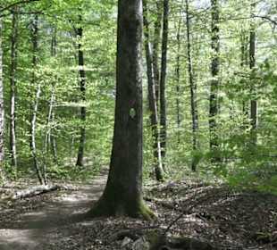 Wanderweg Hochgehwachsen