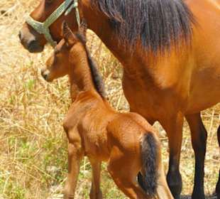 Auf der Ranch mit Zuwachs