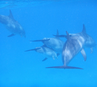 Delfinausflug
