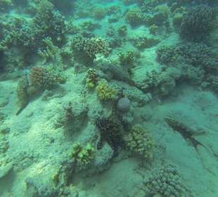 Krake und Steinfische