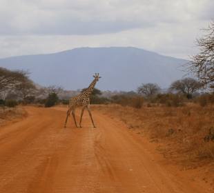 Giraffe kreuzt unseren Weg