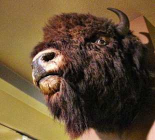 In der Villa Bärenfett