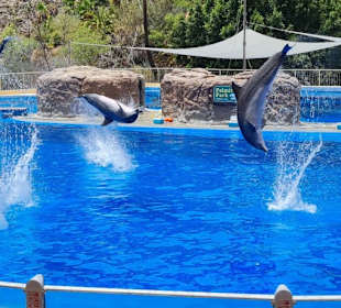 Tolle Delphin Show