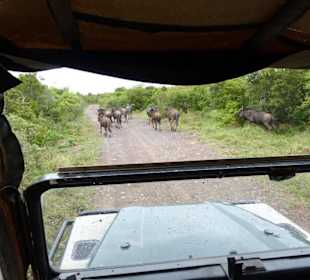 Auf Safari im Park