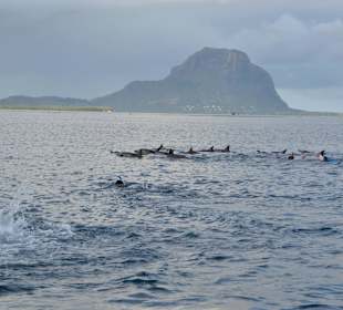 Delfinschwimmen